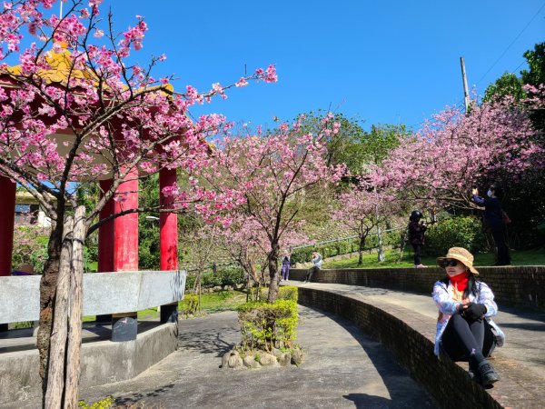 遇上櫻花季的直潭山1252639