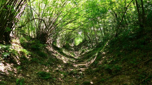 大湖尾,溪尾寮,藤寮坑古道2877519