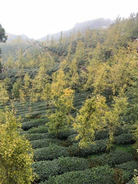 大崙山後之賞銀杏