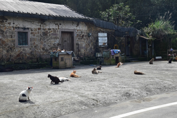 草嶺古道桃源谷 東北角宜蘭遊記《一》40708