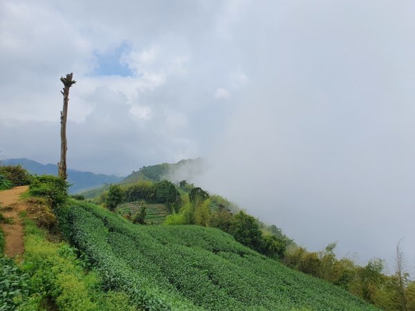 【雲嘉】連峰茶道之美1717477