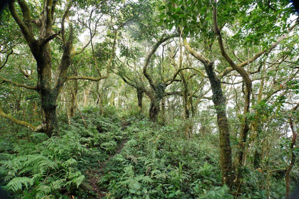 新竹 關西 福大山、彩和山、高甫山2988284