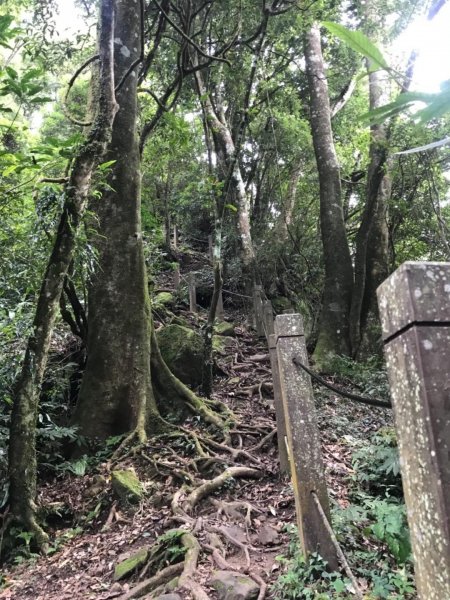 起九芎神木嘉南雲峰.石壁山.好望角432399