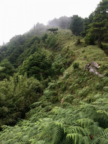 鹿林山388553
