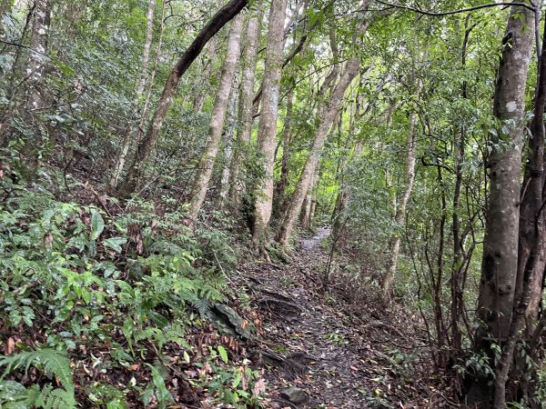 [皮皮獅探險隊-08/10] 2025_0719 李崠山步道2842974