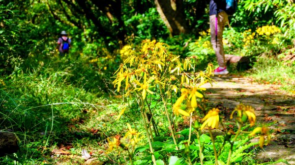 向天蝦不蝦2936804