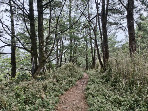 [玉山尋寶任務-08/12] 2025_0824 鹿林山步道_鹿林前山2870909