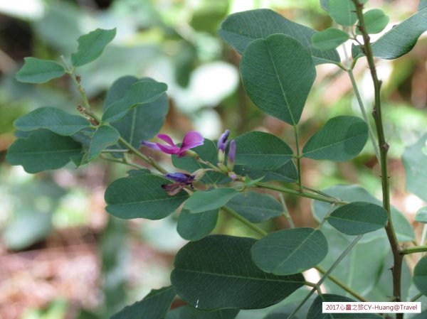 《南投》心靈之旅｜惠蓀林場步道群20171010-212890543