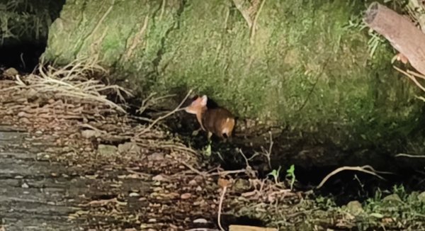 石碇趴趴走追雲趣 12/172963652