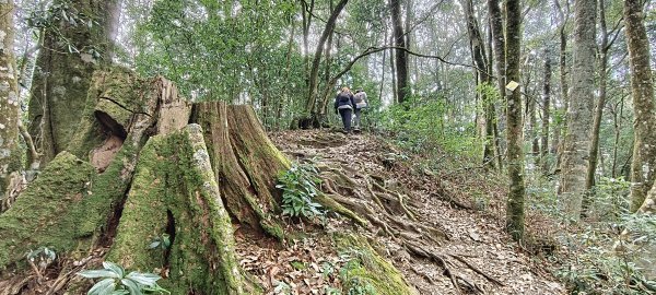 2026/02/18-屋我尾山步道（大雪山林道來回）3005100