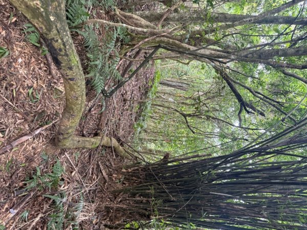 頭城火車站-頭圍山-礁水坑山南峰-礁水坑山-鶯子嶺2867048