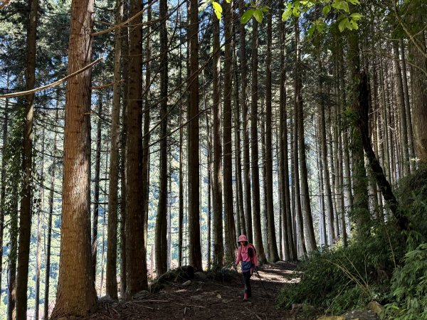 大雪山林道-屋我尾山O繞 202506152816272