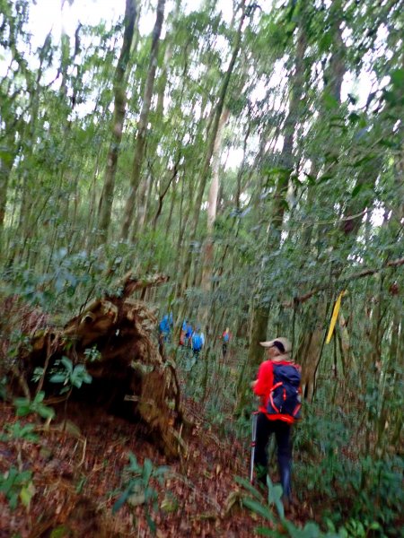 南橫登新望嶺山 2019/01/27513046