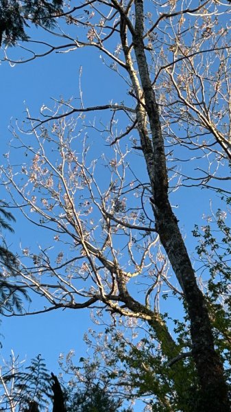 大同加羅湖穆魯洛亞滬庫霞四季警備道2748279