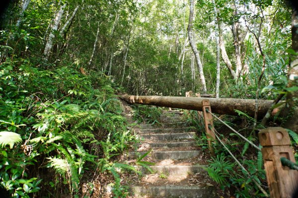 新竹 尖石 芝生毛臺山、虎禮山2903144