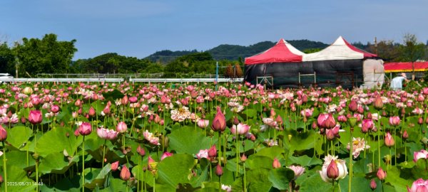 金山清水濕地 5/31 #牡丹蓮 #香水蓮2799972