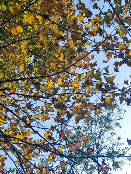 後花園散散步2977473