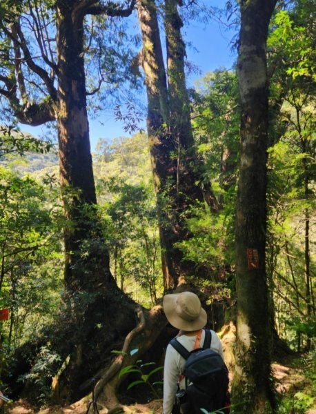 【中級山】插天山的奇幻世界，赫威山，赫威神木群步道2741287