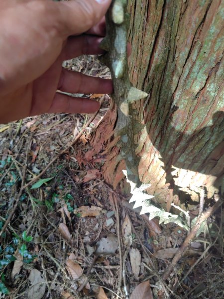 多納六秀 京大山2957534