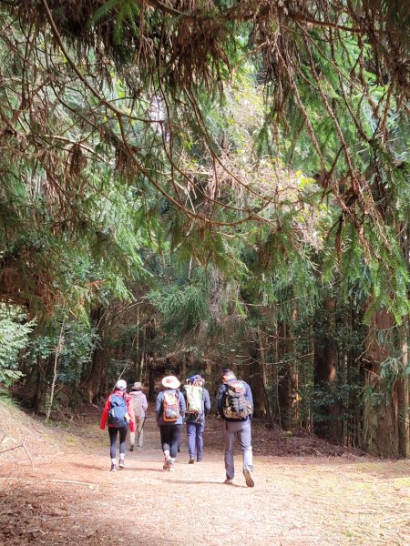 雪見大板根-202502222859799