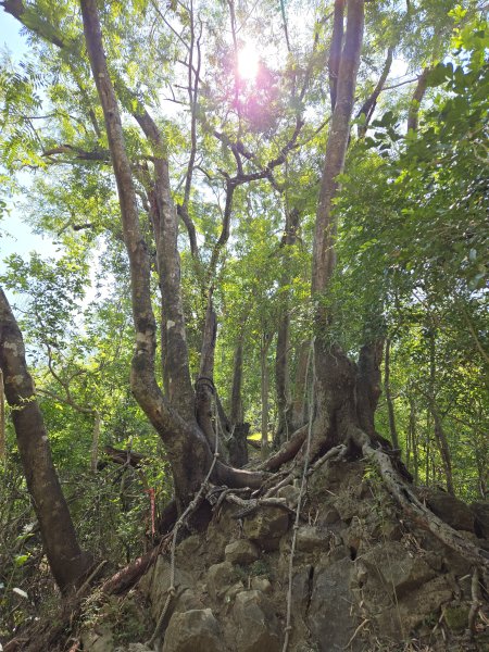 雙溪樹木園>九芎山>九茶山來回2772127