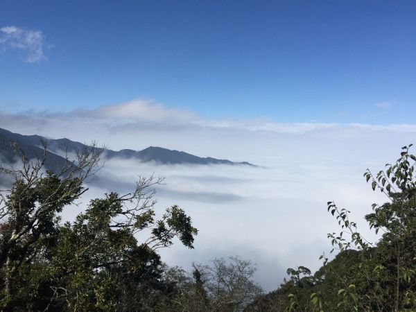 觀霧～雲霧步道235221