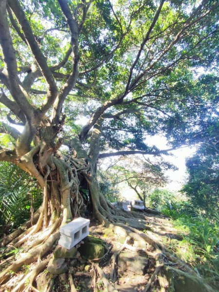 新嶺山步道-大湖頂山-大棟山-鶯歌大榕樹-福源山步道2990669