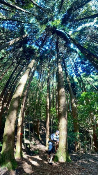 20251014雪見遊憩區 🚴‍♂️咖搭車走司馬限林道上東洗水山兩刷北坑山至大板根2916406