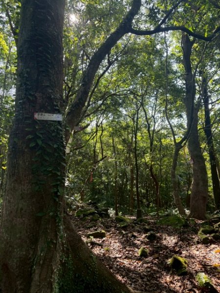 20250502 安坑七山2775092