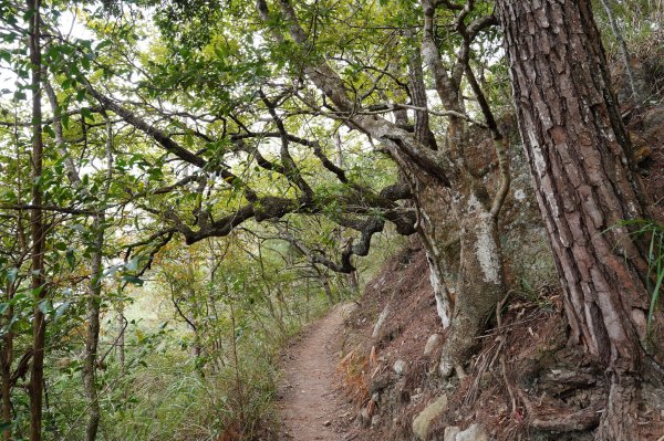 台中 和平 東卯山2674490