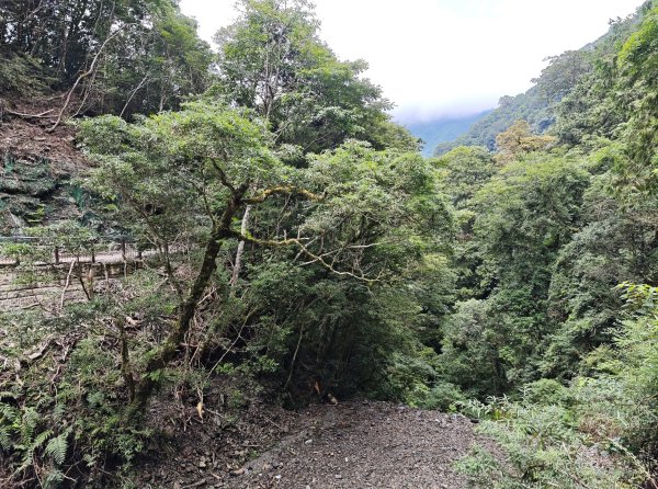 2025_0713 拉拉山神木群步道2837295
