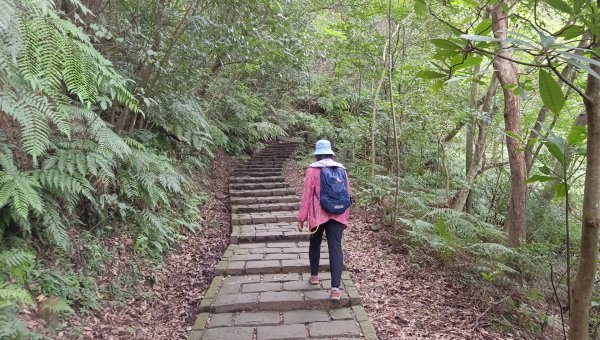 (姨婆趴趴走)第五十五集:攀登健走台北大崙頭尾山親山步道環狀一圈2853763