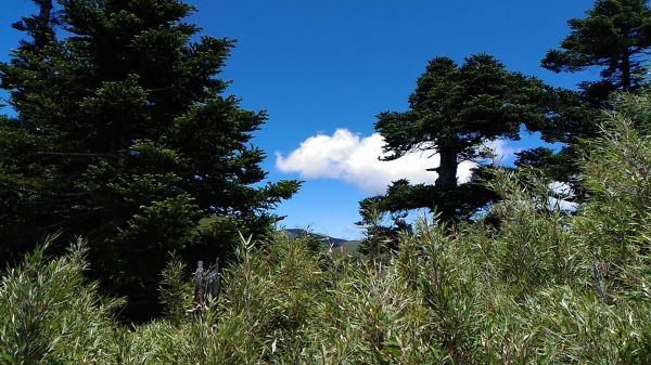 合歡山主峰、東峰、石門山及合歡尖山之行360935