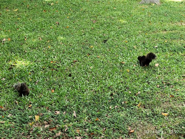 前港公園、大安森林公園、大港墘公園【走路趣尋寶】【臺北健走趣】2591721