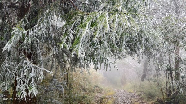 #望洋山 #太平山觀雲步道 #霧淞 #雲海 #帝雉 3/172737669