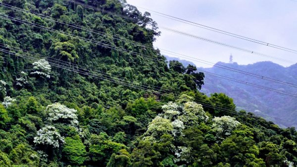 穀雨時節 走指南宮朝聖步道 遇見油桐花 也遇見自己2156753