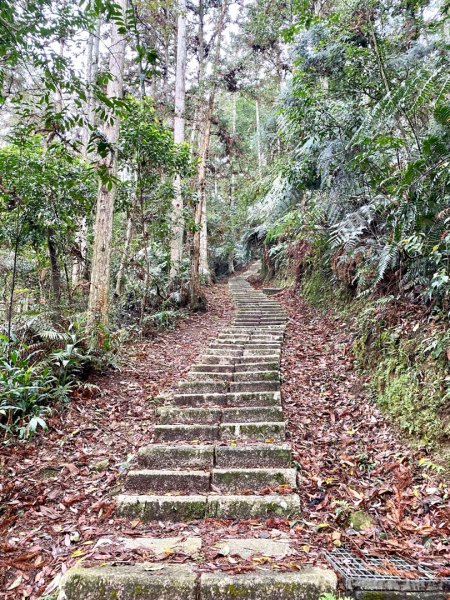 水社大山水晶蘭大爆發881608