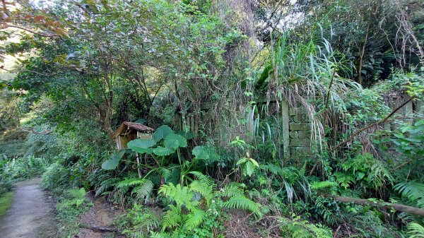 新店小粗坑赤蘆古道越嶺O型2784403