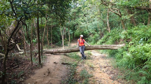 台北丹鳳山軍艦岩唭哩岸山奇岩山順走奇岩埤O型2763237