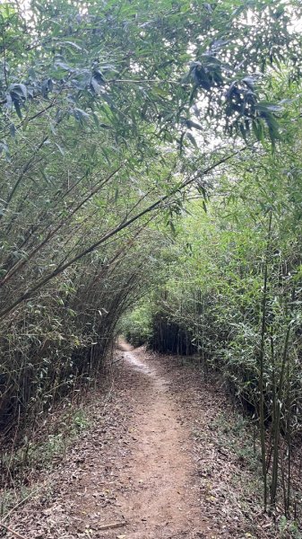 微笑山線_樹鶯縱走2852889