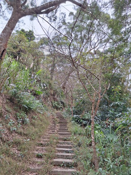 樟之細路RSA45(協雲宮至沖庫山來回)+和興山202501312702844