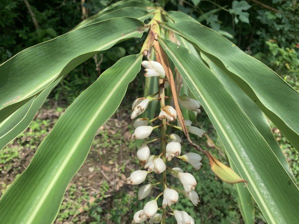 20240608高雄北旗尾南山-北旗尾山-旗尾山2523604