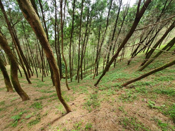 土城天上山，大暖尖山，猴洞，清水石門山，桐花公園，賞螢步道，承天禪寺，桃園福源山1645597