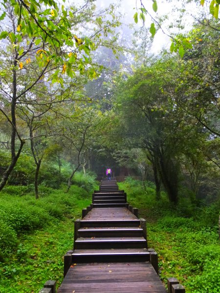 走阿里山神木群棧道，漫步在雲端及迷霧森林416051