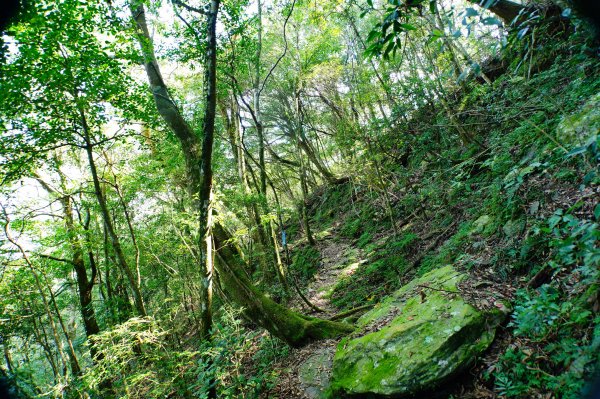 桃園 復興 上宇內山、南插天山3129141