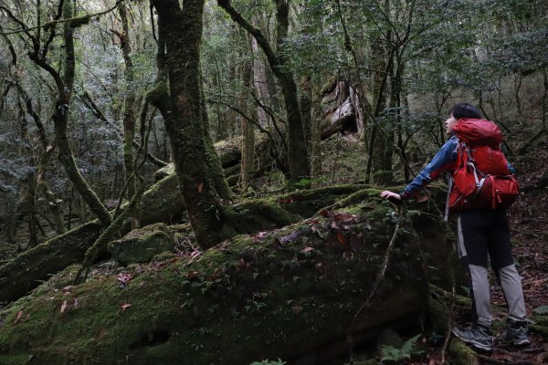 2020-12-12 八仙山1216283