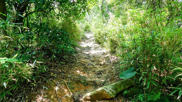 微笑山線百年大榕樹段2848404