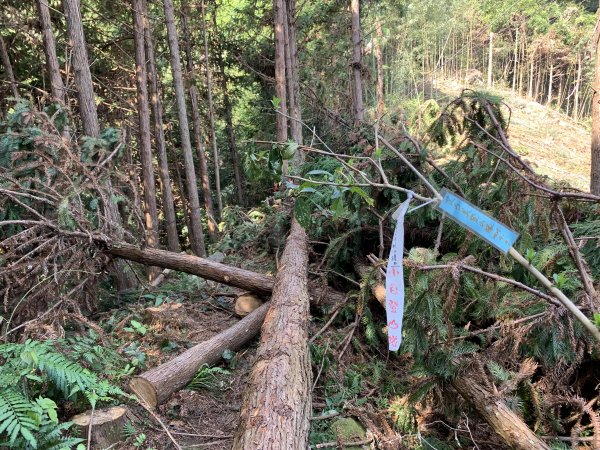 【小百岳】鵝公髻山Ｏ型、柳杉森林浴、上坪溪瀑布群1630694