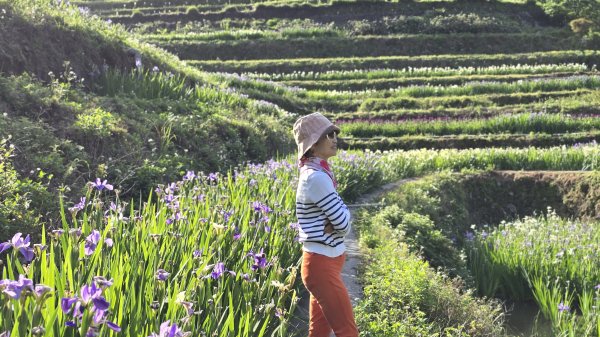 免出國免門票，連綿壯闊的梯田風情，全臺唯一梯田鳶尾花海，嵩山百年梯田2764687