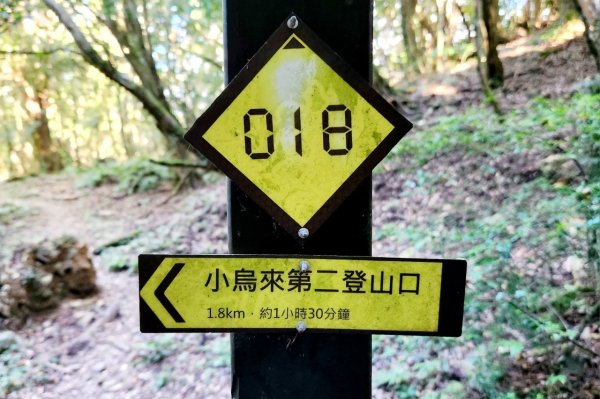 【中級山】插天山的奇幻世界，赫威山，赫威神木群步道2741317